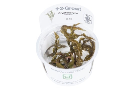 Preview: Cryptocoryne crispatula 1-2-Grow! Preview: Cryptocoryne crispatula 1-2-Grow!